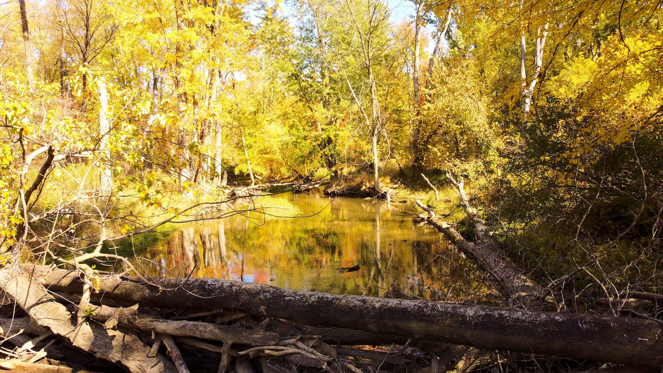 Re-wilding Streams: Letting Nature Control Flooding